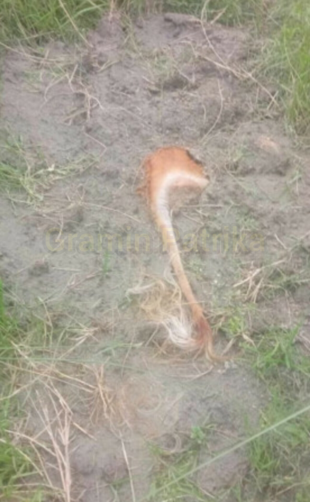 झापाको हल्दीबारीमा गाई काटेर गाडिएको अवस्थामा फेला, प्रहरीद्वारा अनुसन्धान सुरु