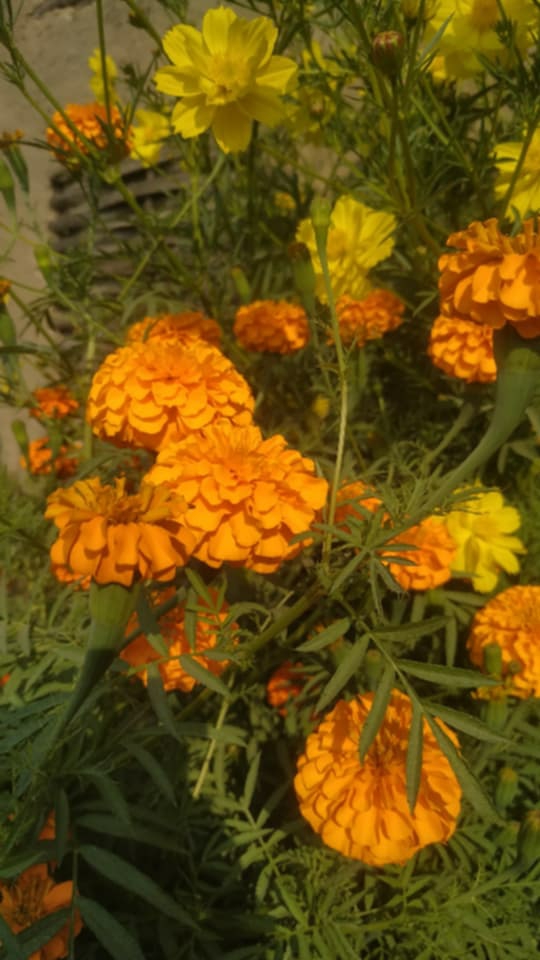 तिहारका लागि सयपत्री फूलको तयारी सुरु, भारतबाट आयातमा रोक लगाएपछि स्थानीय उत्पादनमा ध्यान