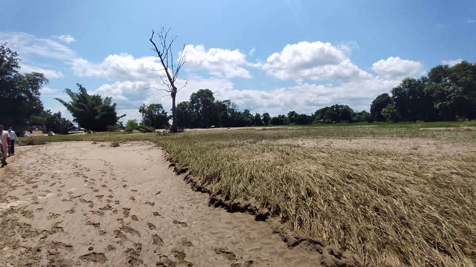 कोशी प्रदेशमा बाढी र पहिरोका कारण ३४ करोडभन्दा बढीको अन्न बालीमा क्षति