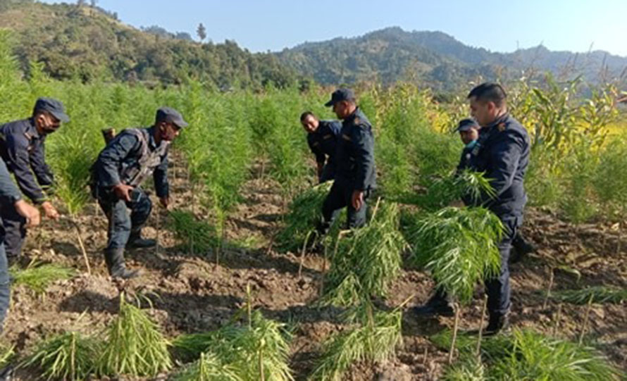 कोशी प्रदेशमा गाँजा फडानी अभियान: ६३ हजारभन्दा बढी गाँजाका बोट नष्ट