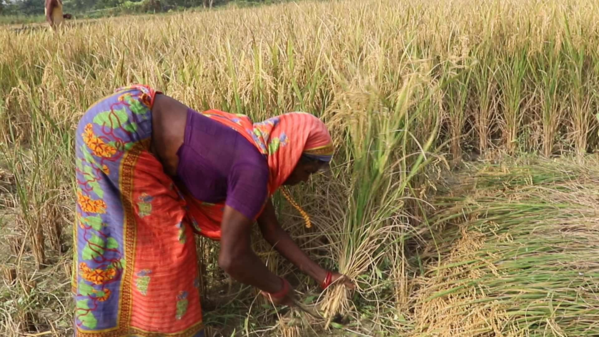 पूर्वी भेगका किसान धान भित्र्याउन व्यस्त, मेसिन र मजदुरको चहलपहल