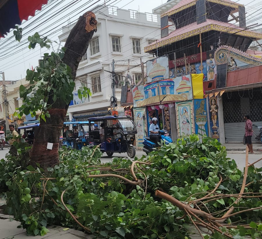 विराटनगरमा ८० वर्षको रुख काटिदा विरोध